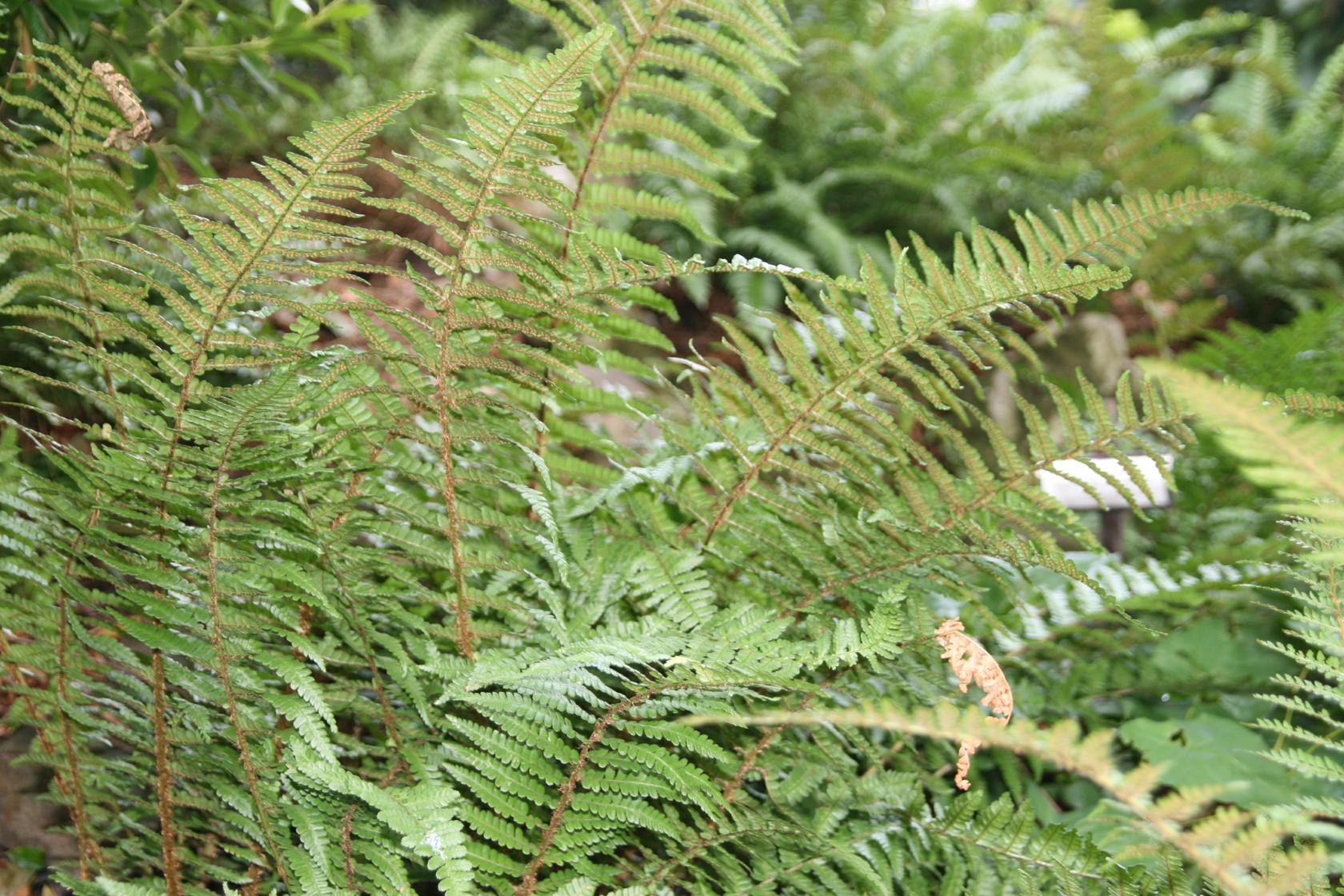Dryopteris affinis 'Pinderi'