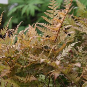 Dryopteris erythrosora
