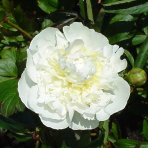 Paeonia lactiflora 'Duchess de Nemours'