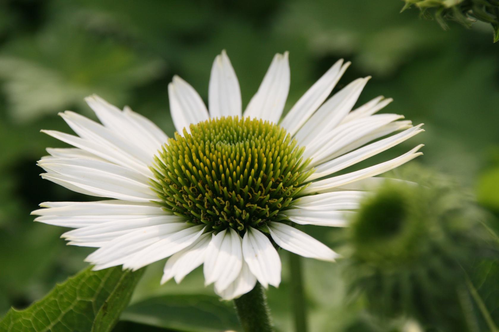 Echinacea purpurea 'Virgin' (S)