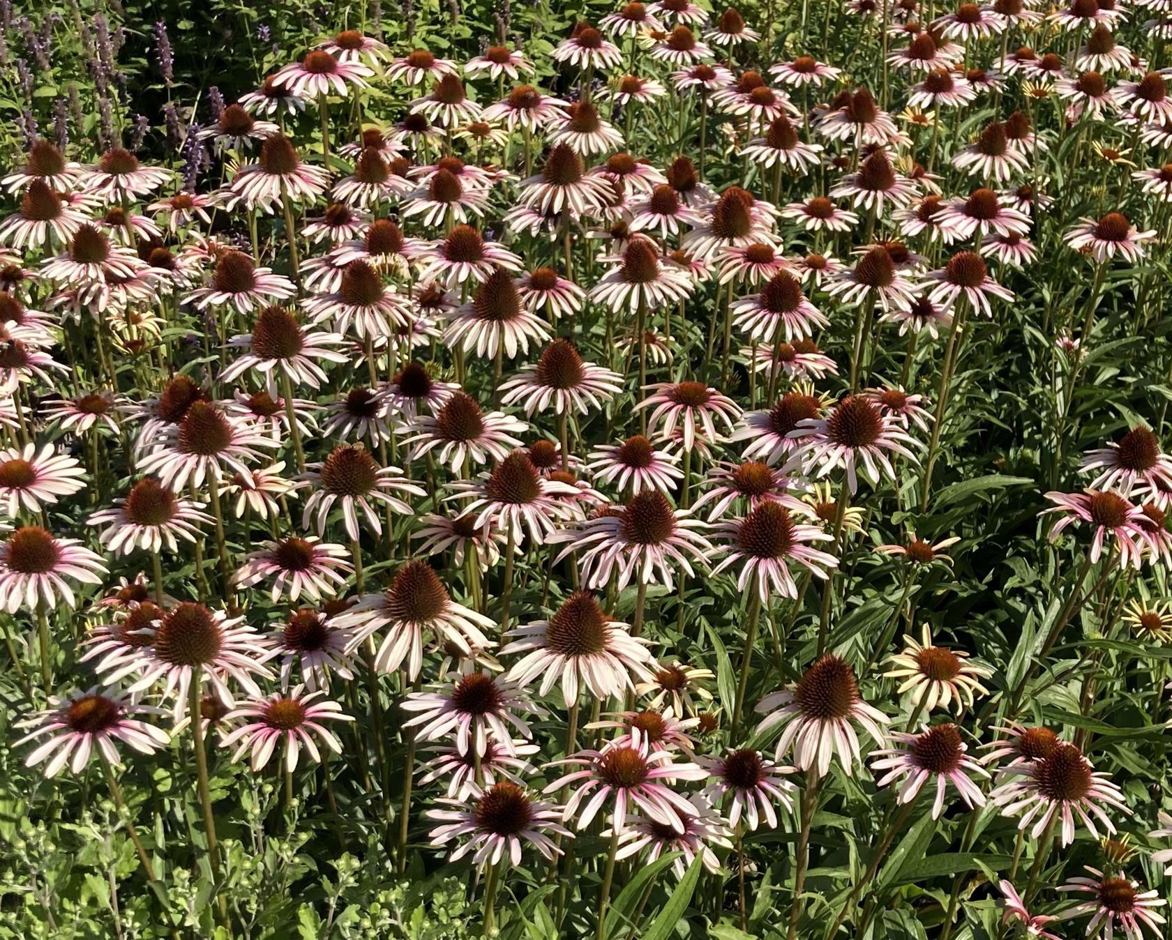 Echinacea purpurea 'Pink Tip' (S)