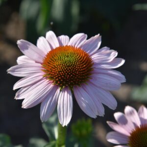 Echinacea purpurea 'Pink Skipper'  (S)