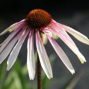 Echinacea purpurea 'Pretty Parasols'  (S)