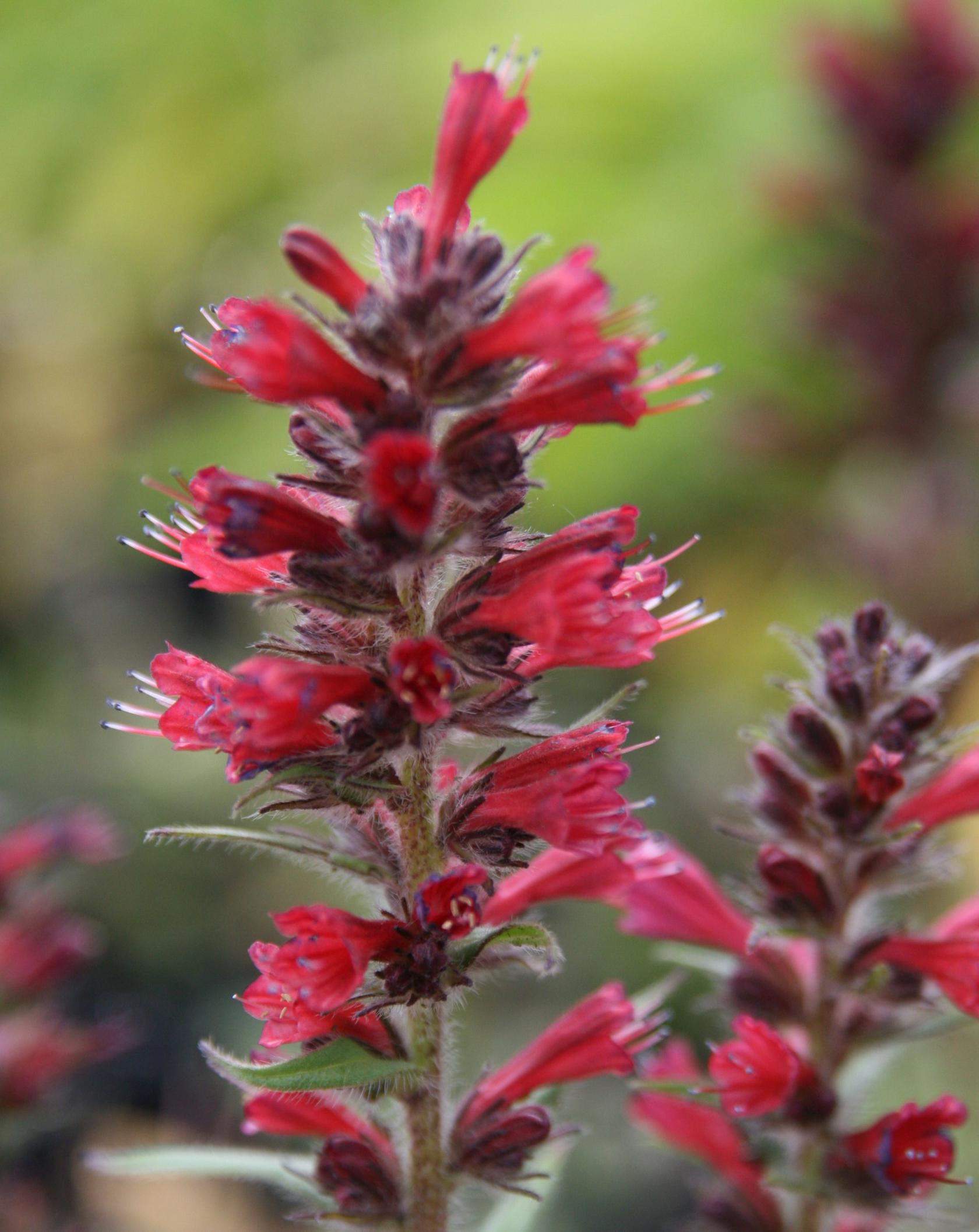 Echium russicum