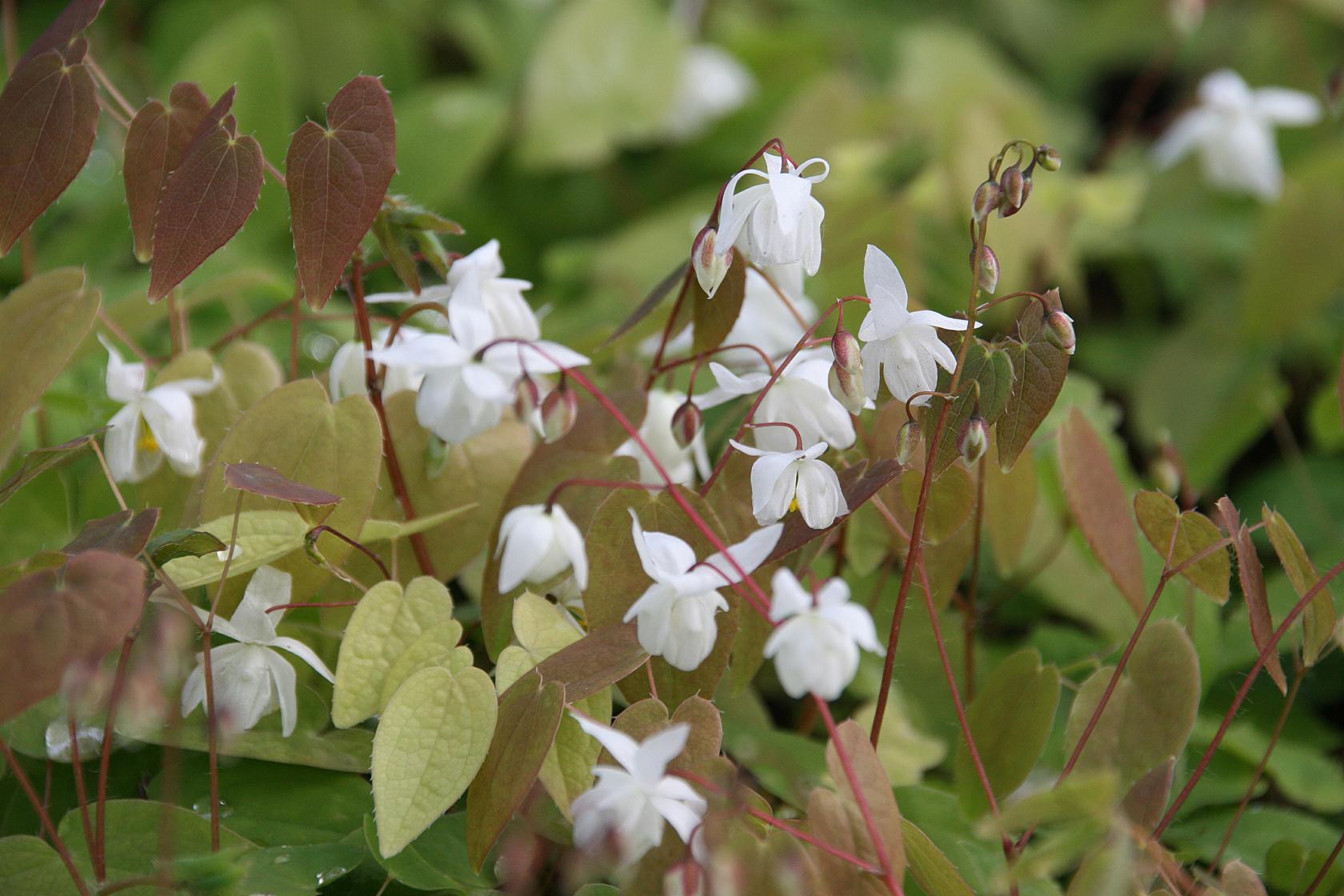 Epimedium x youngianum 'Niveum'