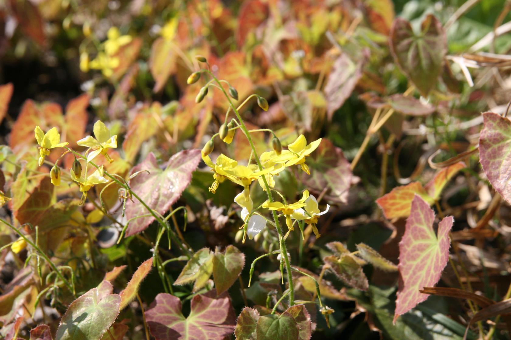Epimedium x perralchicum 'Frohnleiten'