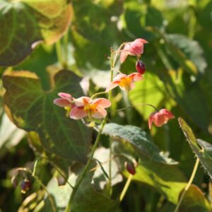 Epimedium x warleyense 'Orange Königin'