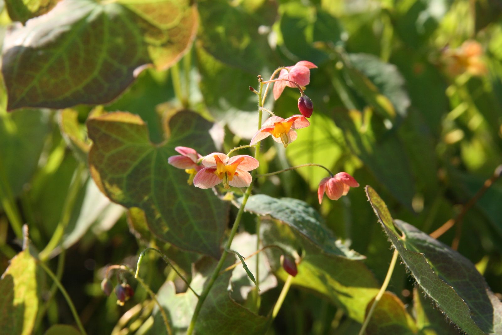 Epimedium x warleyense 'Orange Königin'