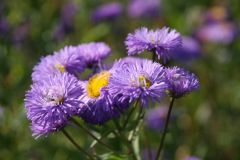 Erigeron x cult. 'Azurfee' (Azur Beauty)