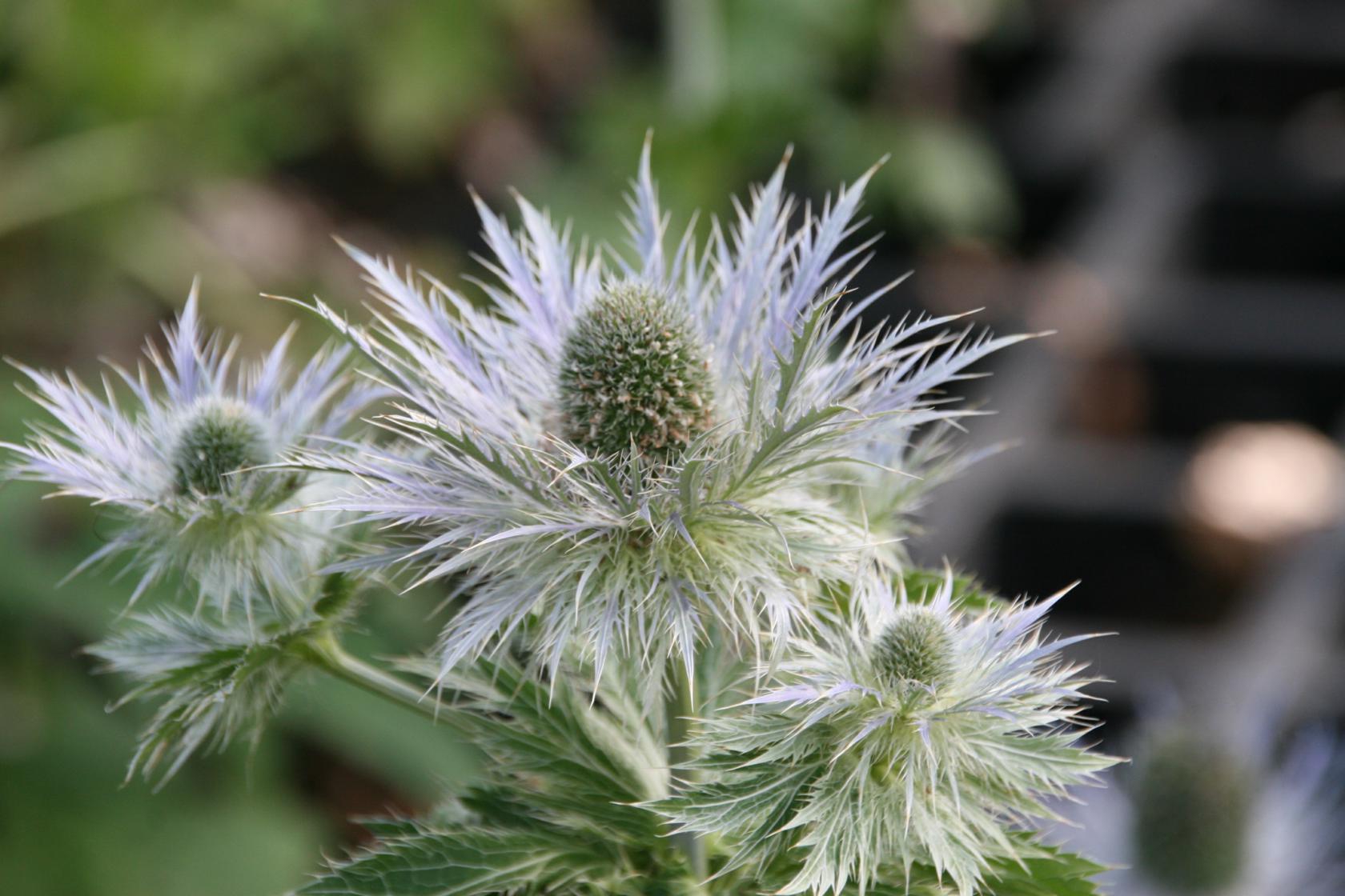 Eryngium alpinum 'Blue Star'
