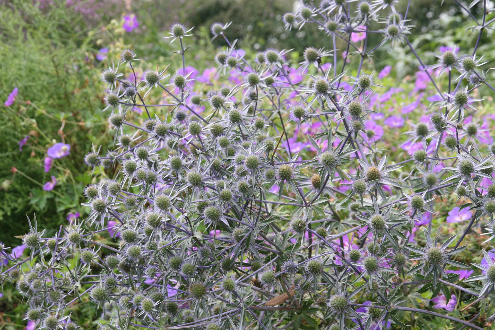Eryngium planum