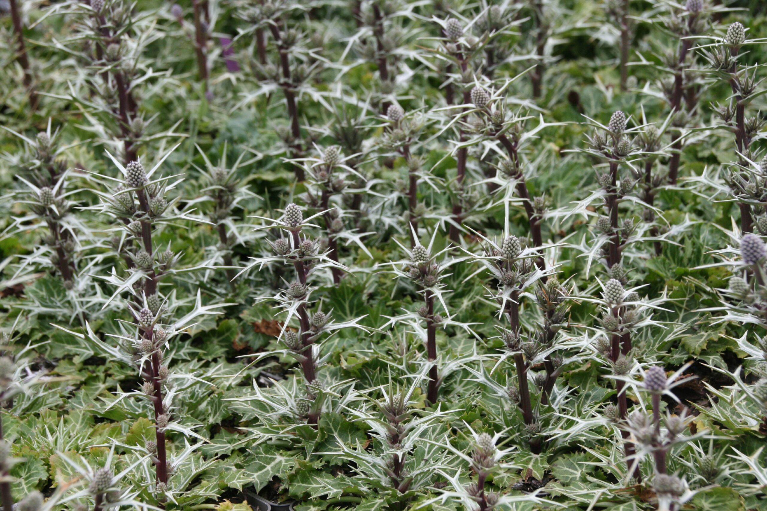 Eryngium variifolium