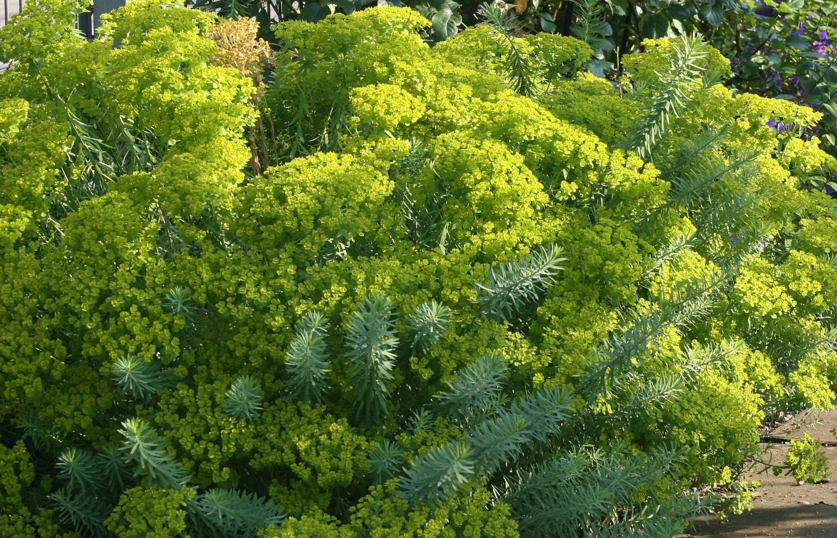 Euphorbia seguieriana ssp.niciciana