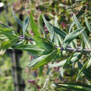Euphorbia lathyris