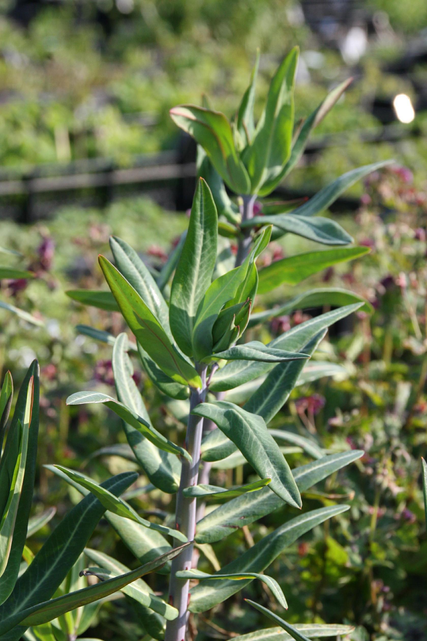Euphorbia lathyris