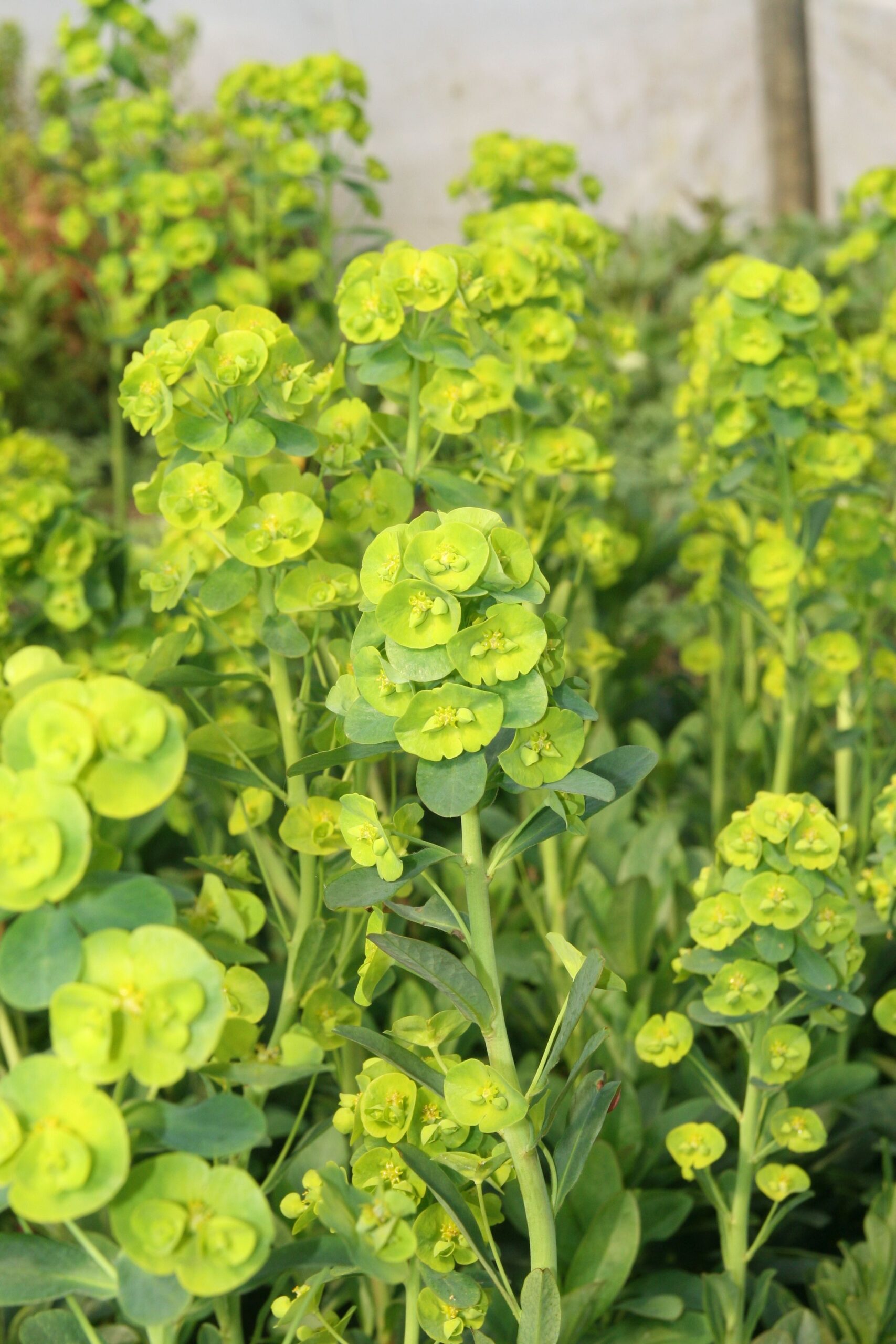 Euphorbia amygdaloides var.robbiae