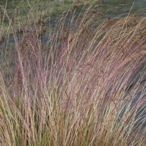 Festuca amethystina