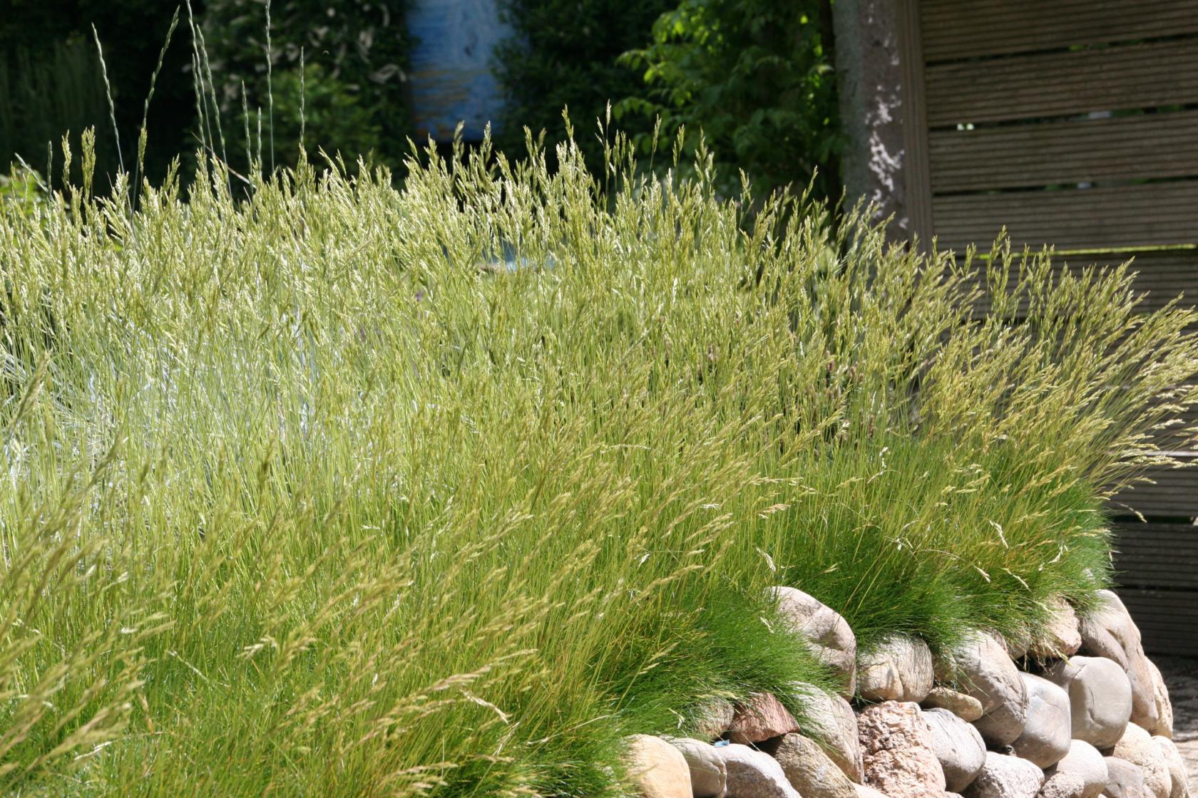 Festuca gautieri 'Pic Carlit'