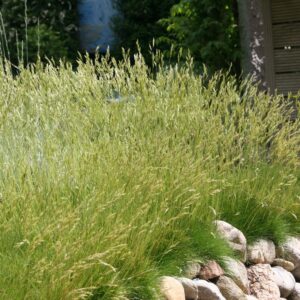 Festuca gautieri