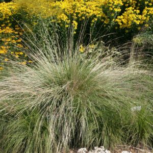 Festuca mairei