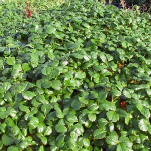 Fragaria chiloense 'Chaval'