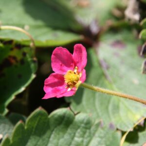 Fragaria ananassa 'Lipstick'  (S)