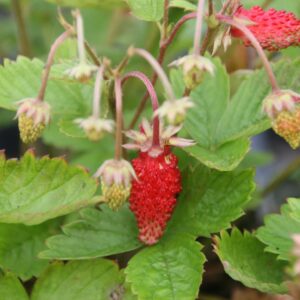 Fragaria vesca 'Alexandria'
