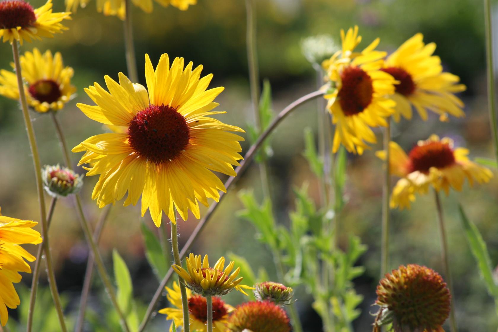 Gaillardia x grandiflora 'Amber Wheels'