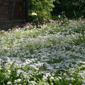 Galium odoratum