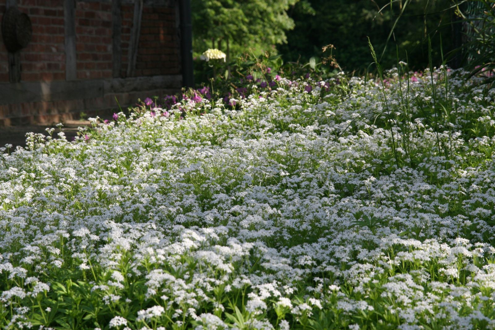 Galium odoratum