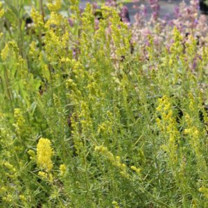 Galium verum