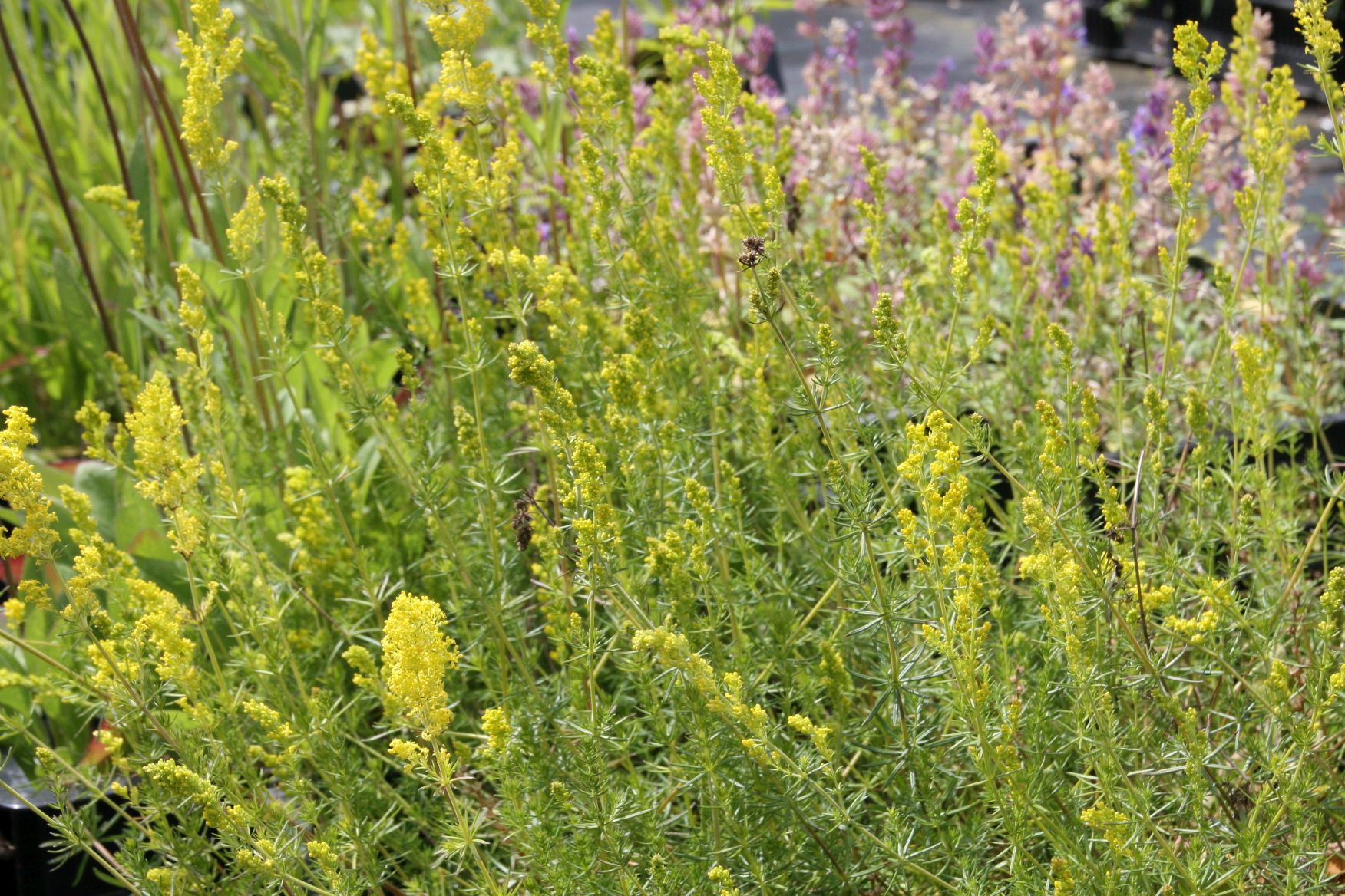 Galium verum
