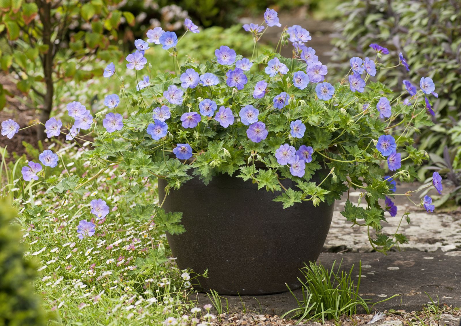 Geranium wallichianum 'Azure Rush' (S)