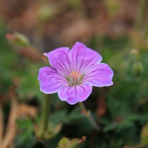Geranium sanguineum 'Canon Miles'