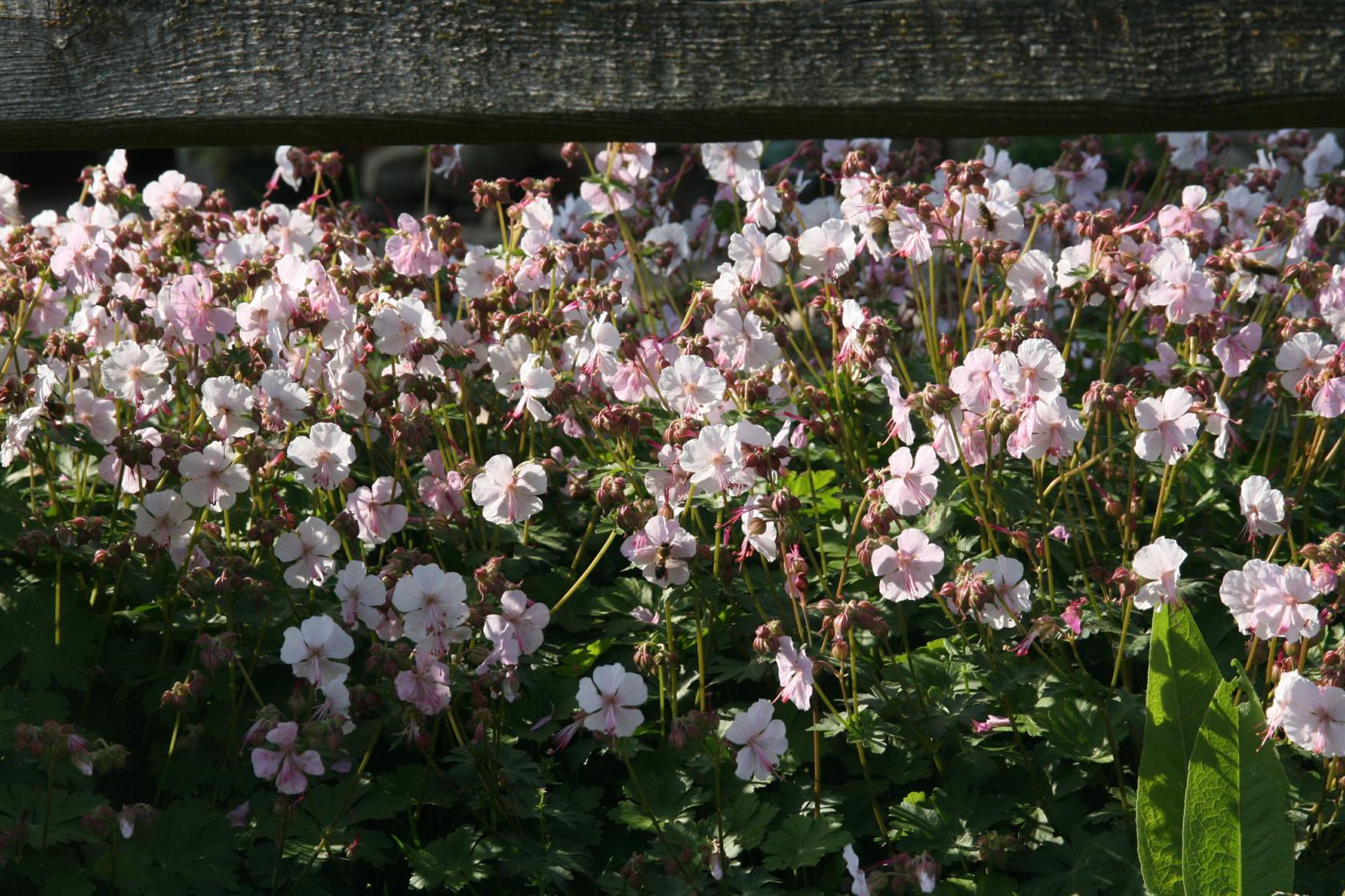 Geranium x cantabrigiense 'Biokovo'
