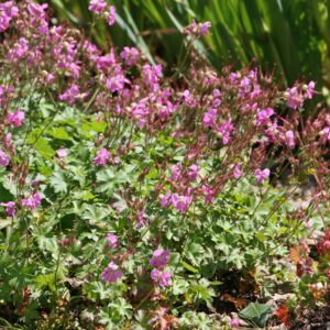 Geranium x cantabrigiense 'Karmina'