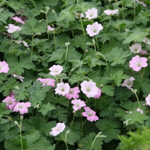 Geranium x cult. 'Dreamland' (S)