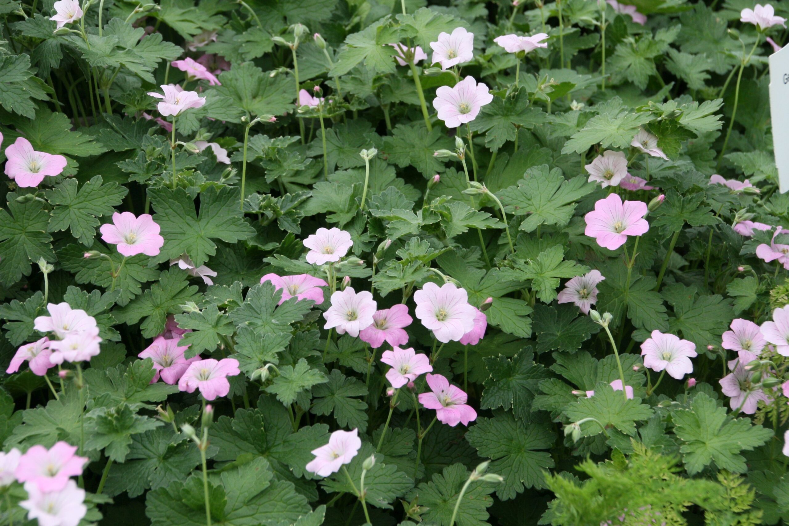 Geranium x cult. 'Dreamland' (S)