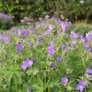 Geranium sylvaticum 'Mayflower'