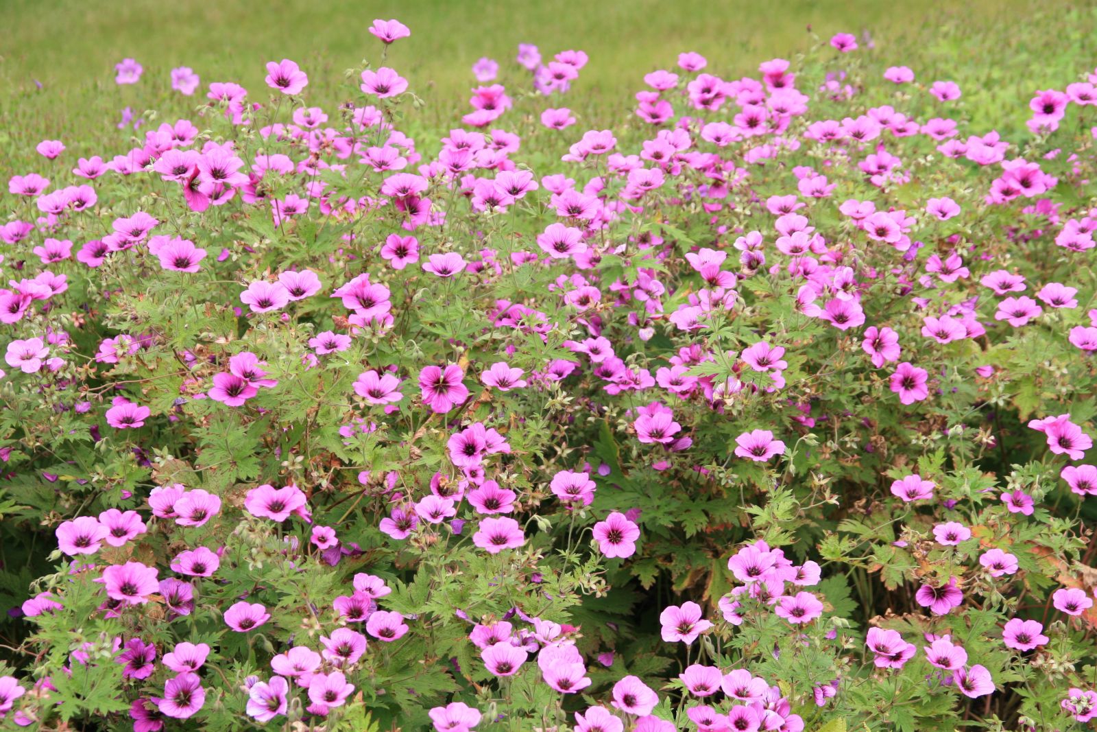 Geranium psilostemon 'Patricia'