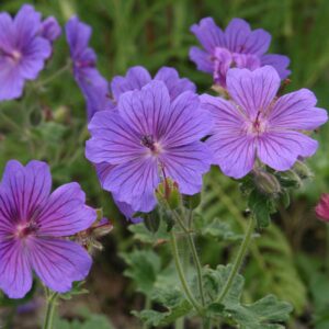 Geranium x magnificum 'Rosemoor'