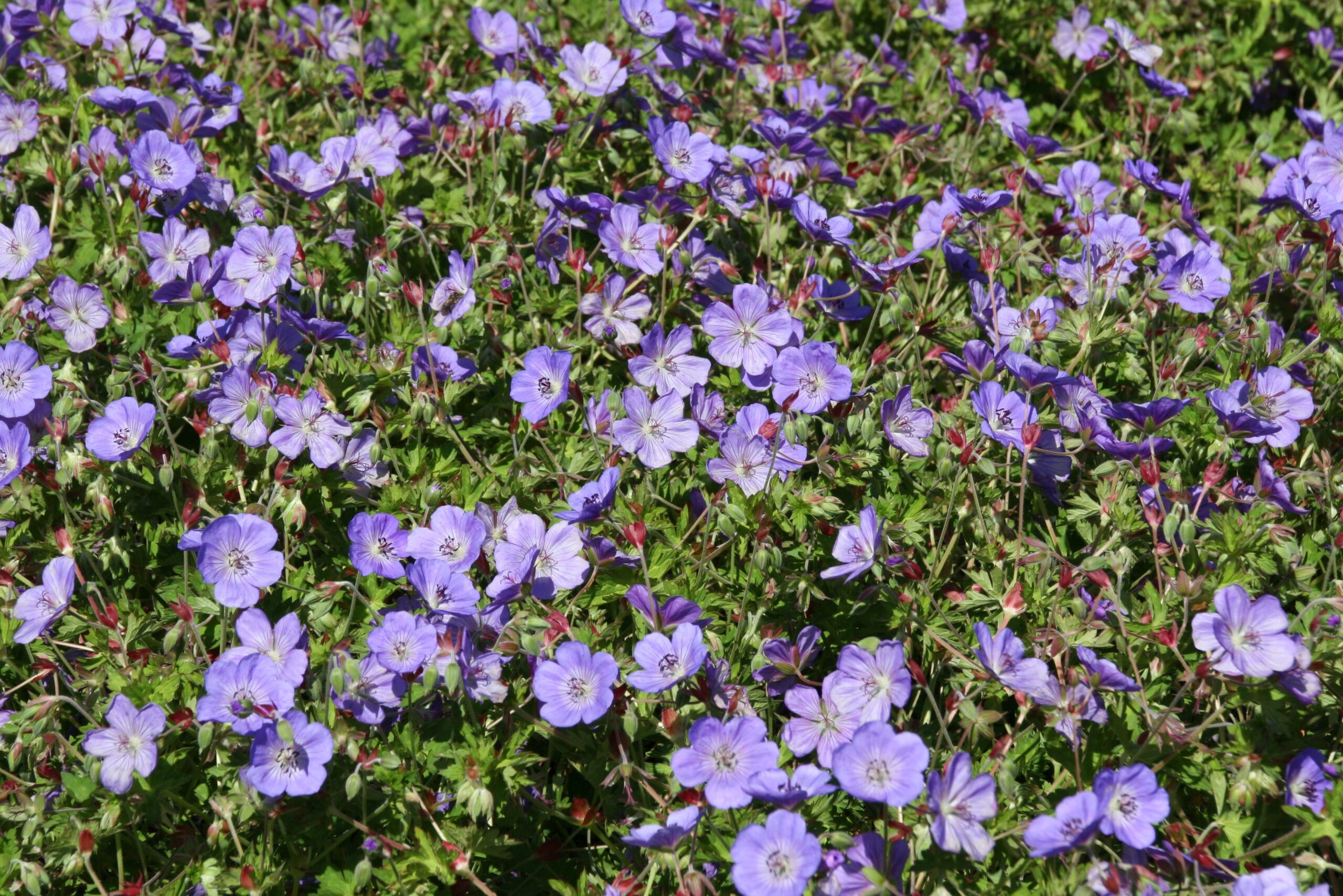 Geranium wallichianum 'Rozanne (S)