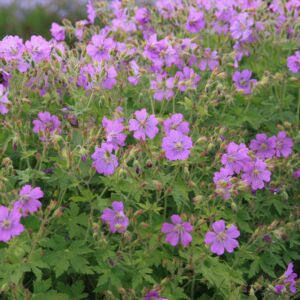 Geranium gracile 'Sirak'