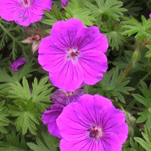 Geranium sanguineum 'Tiny Monster'