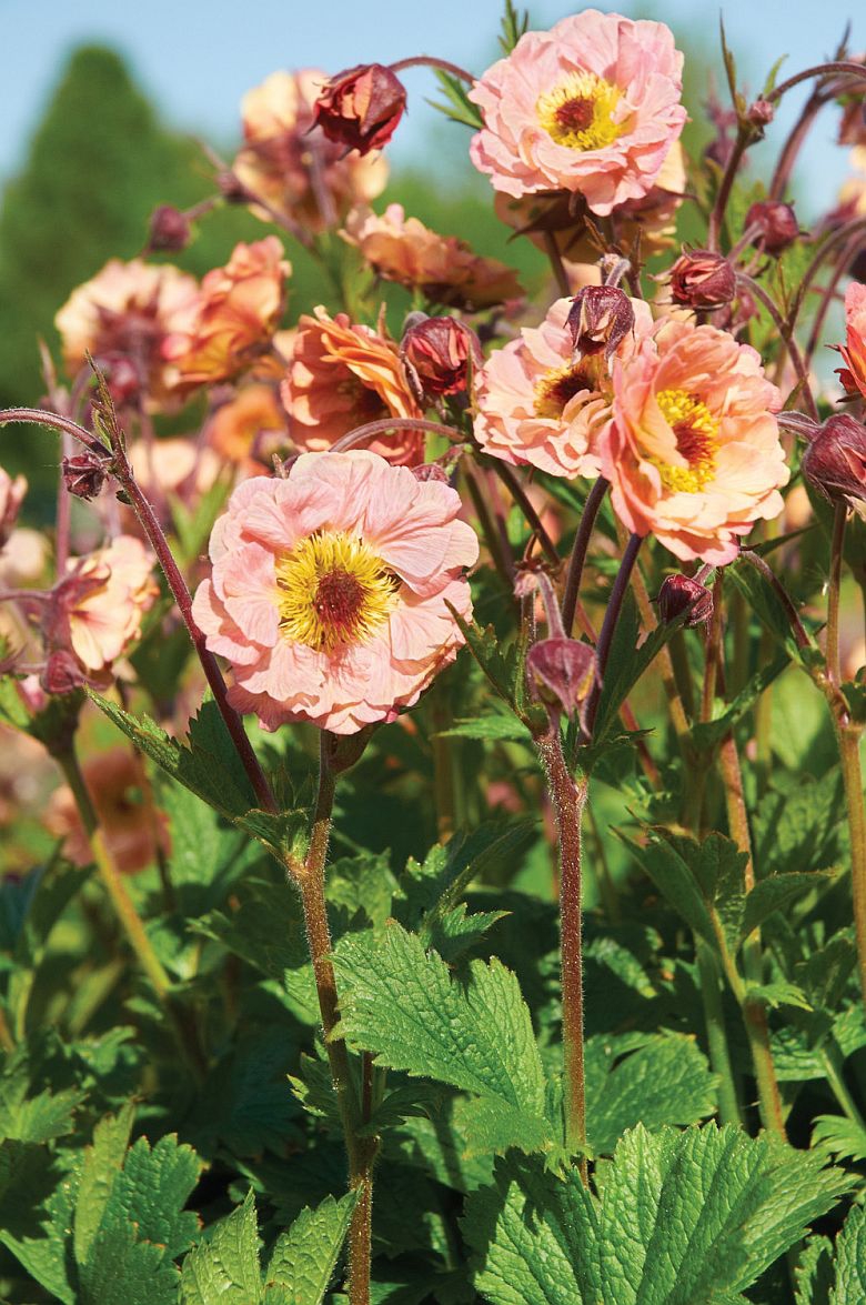 Geum chiloense 'Mai Tai' (S)