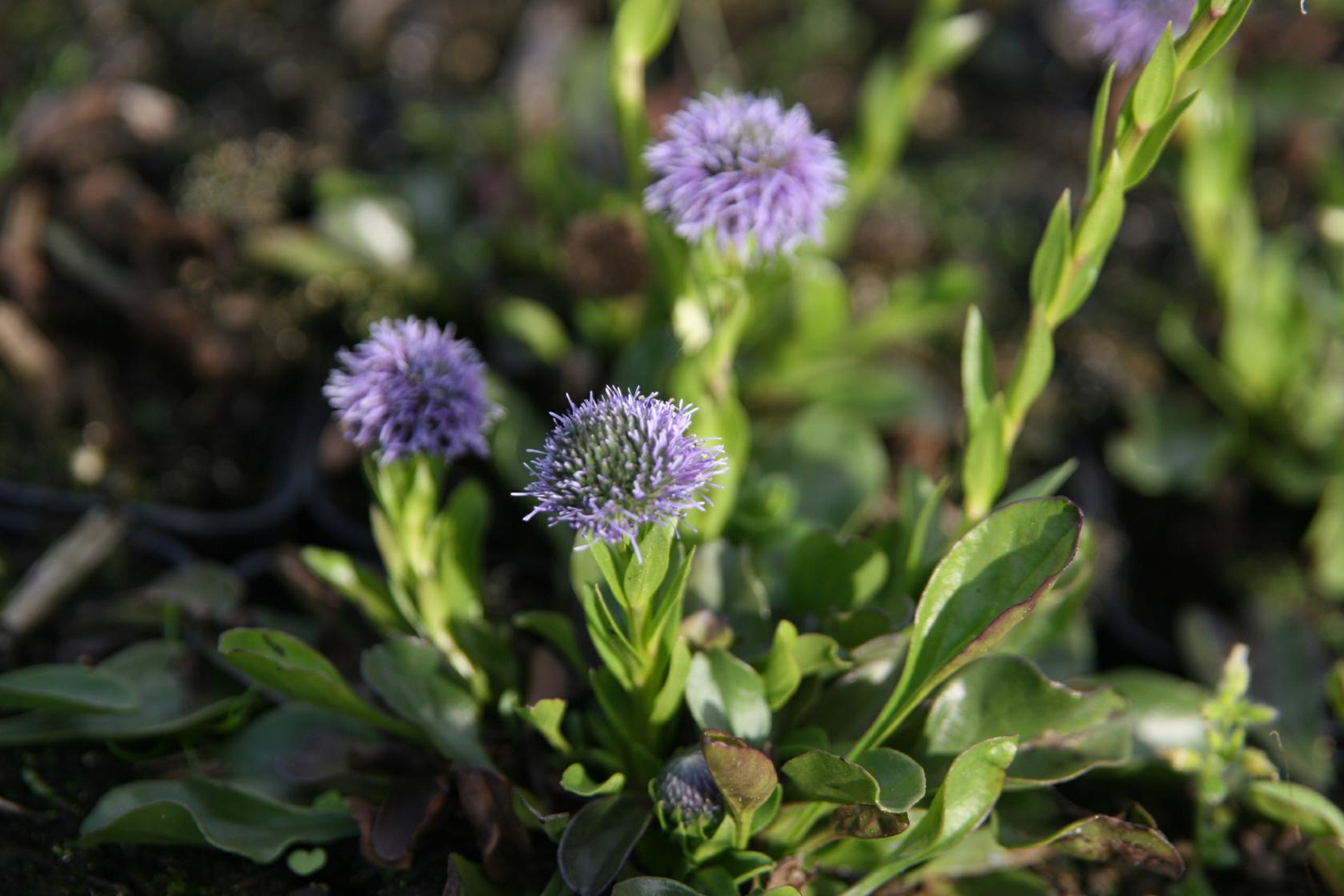 Globularia punctata
