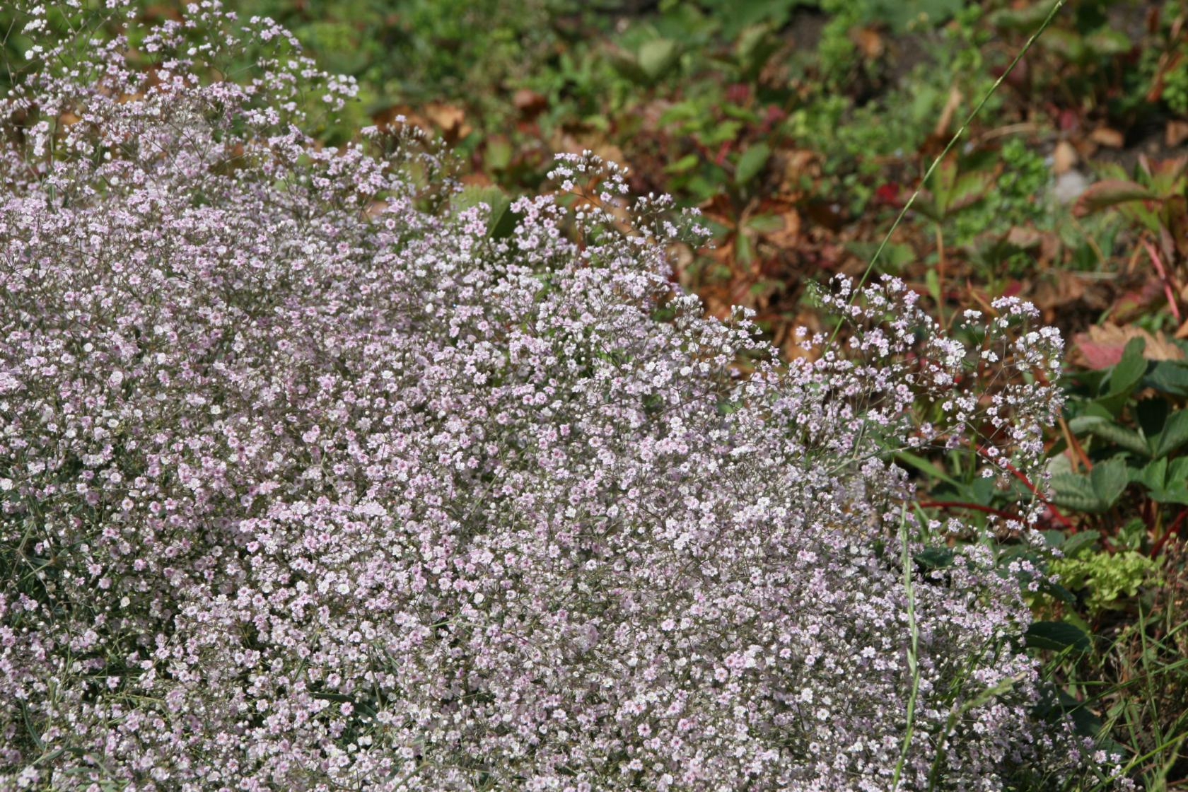 Gypsophila repens 'Rosenschleier