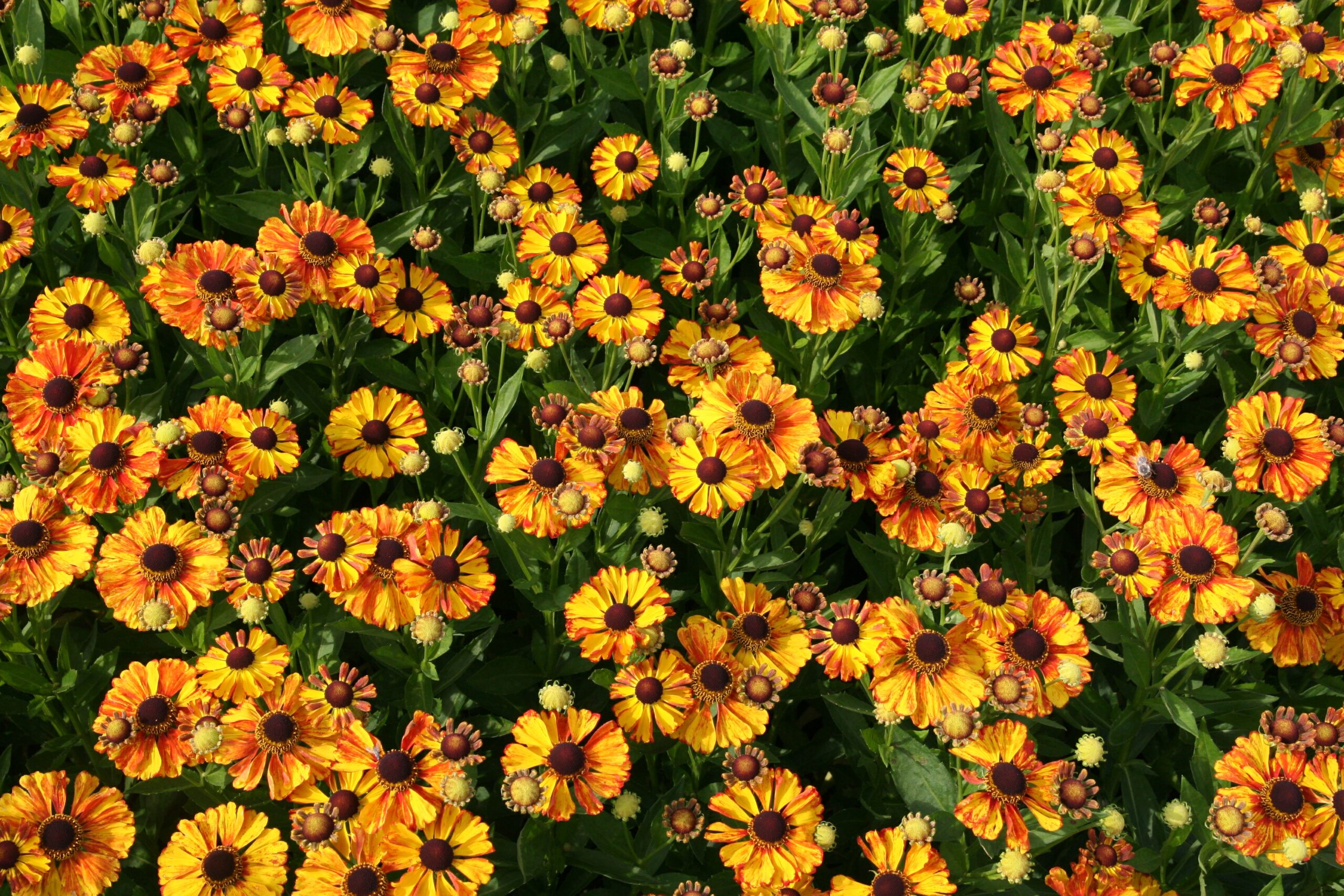Helenium x cult. 'Flamenco'
