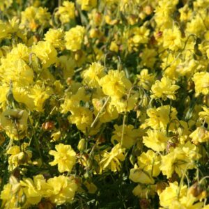 Helianthemum x cult.'Gelbe Perle'