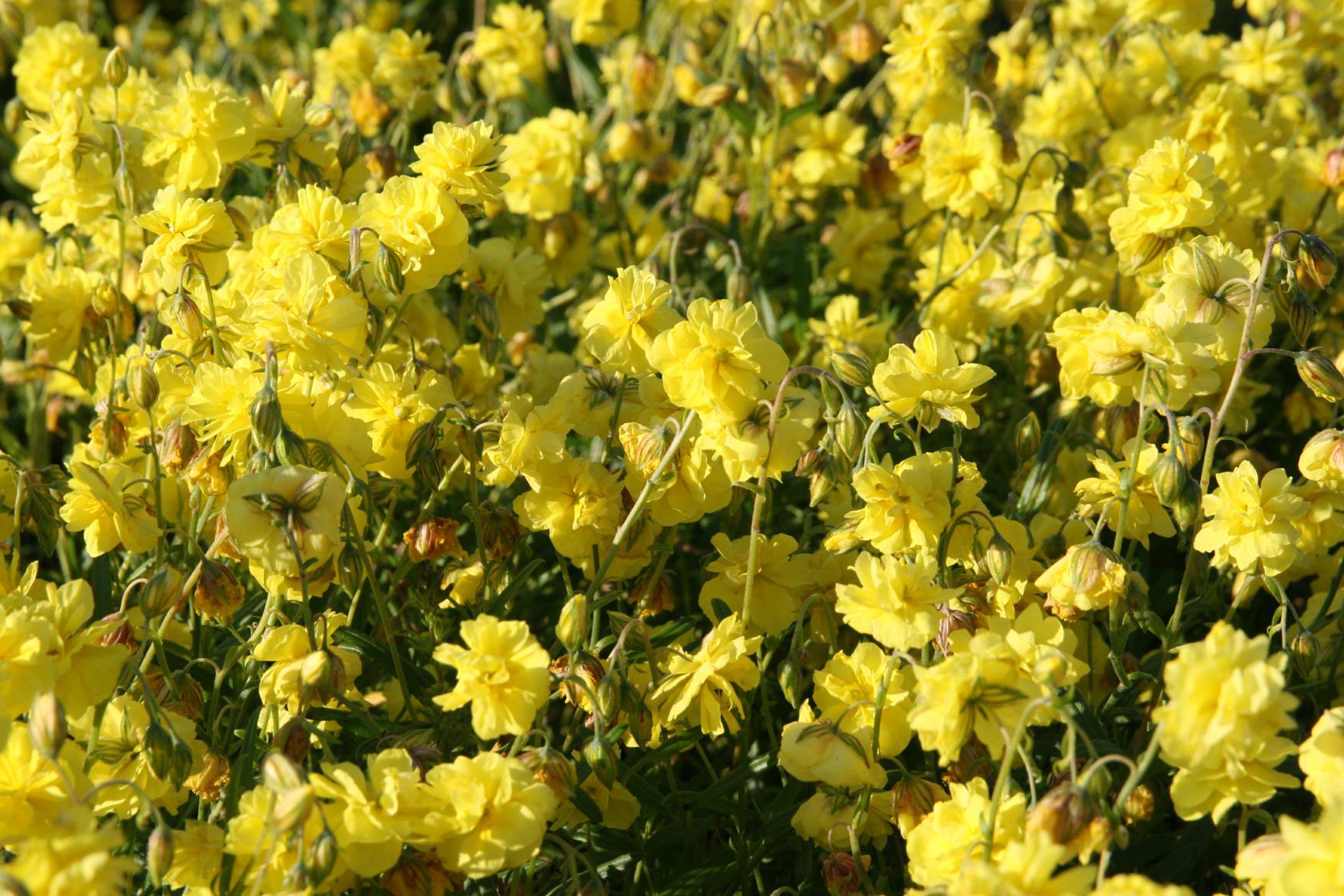 Helianthemum x cult.'Gelbe Perle'